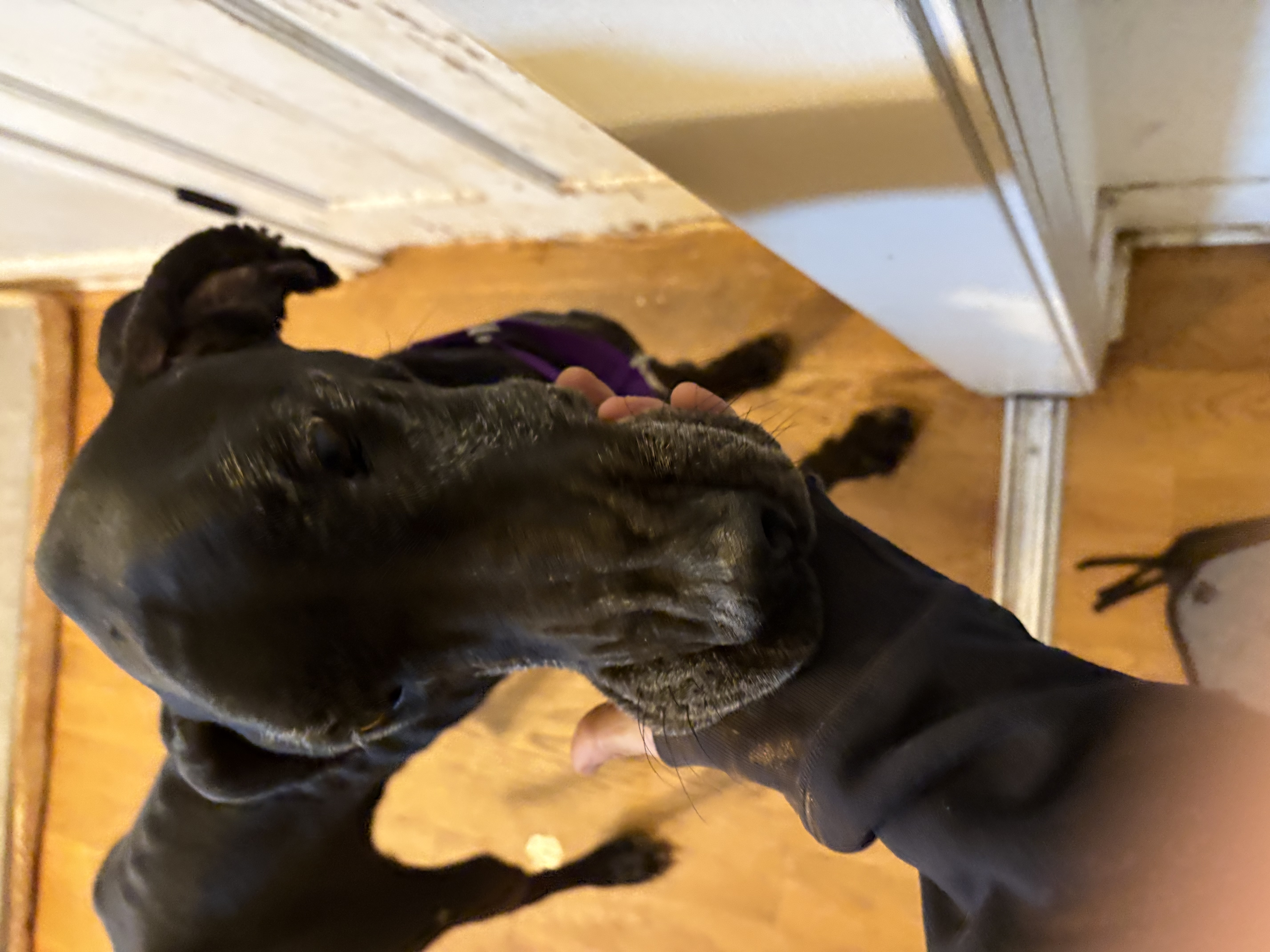 Cinderella-Rella thumbnail 4