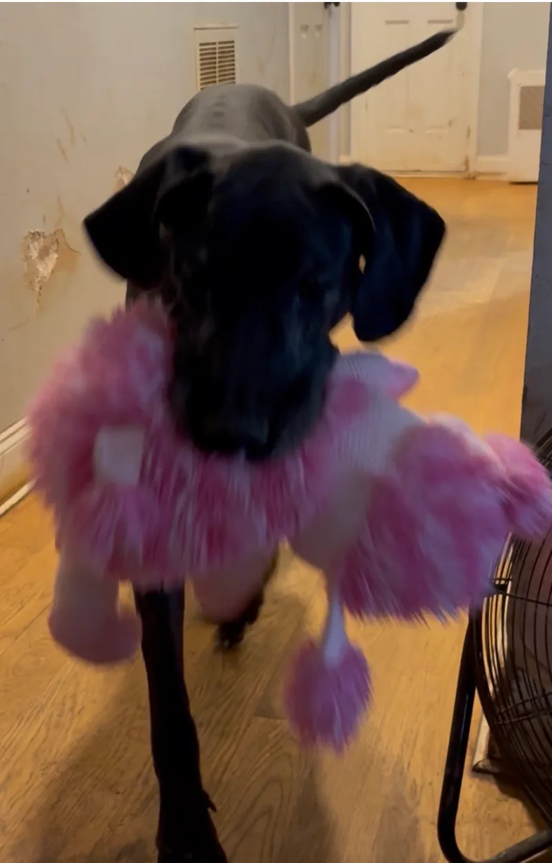 Cinderella-Rella thumbnail 5