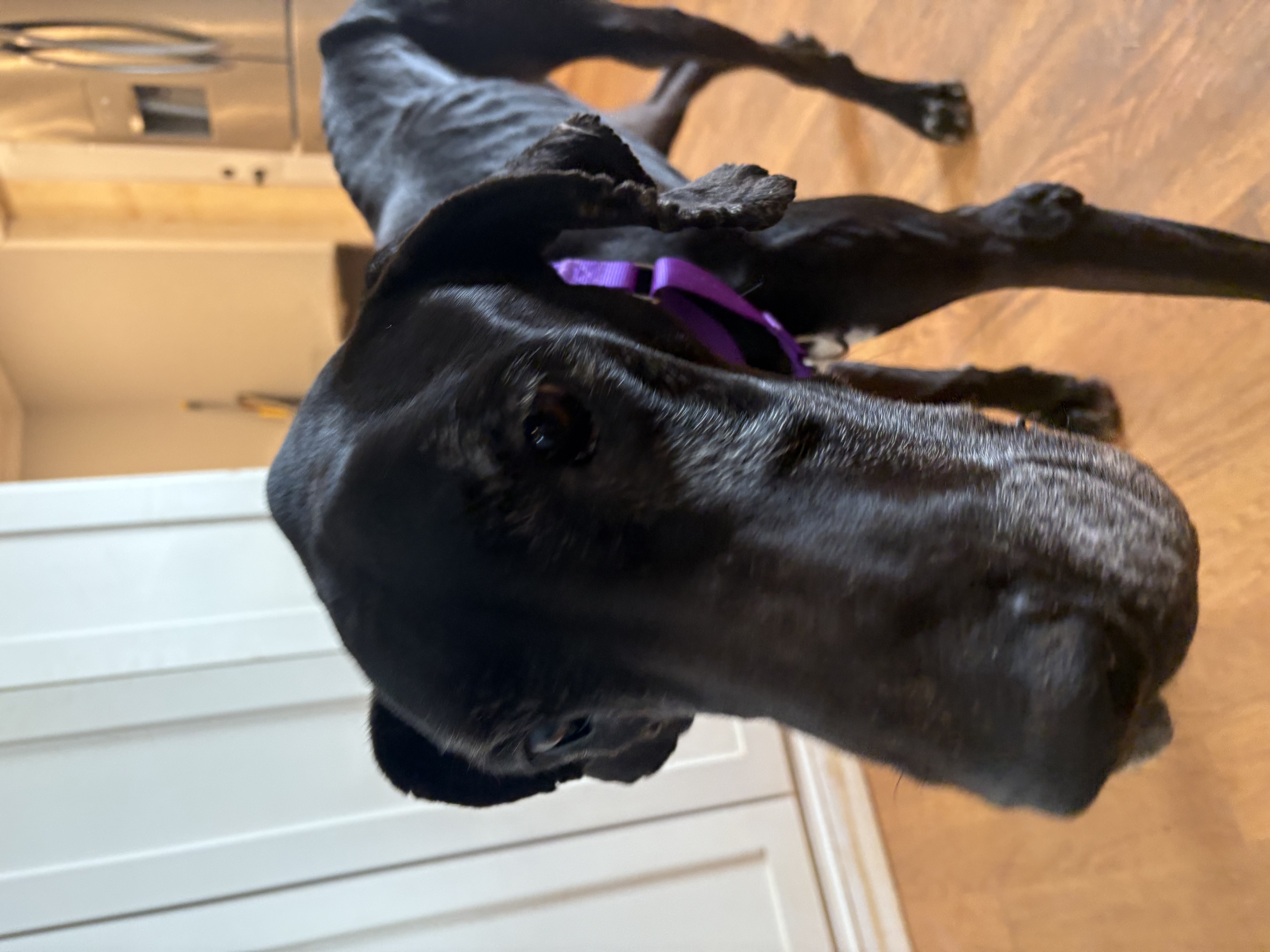 Cinderella-Rella thumbnail 2