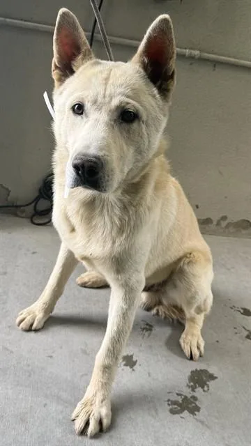 A young large-sized male German Shepherd Dog dog named Snowman for adoption in Lancaster, CA