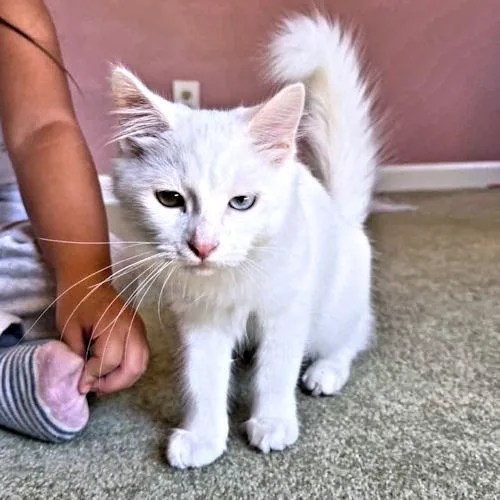 A young medium-sized male White Domestic Long Hair cat named Lightening for adoption in Rutherfordton, NC