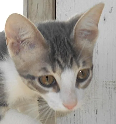 A baby medium-sized female Tabby (Gray / Blue / Silver) Tabby cat named Nasa for adoption in North Highlands, CA