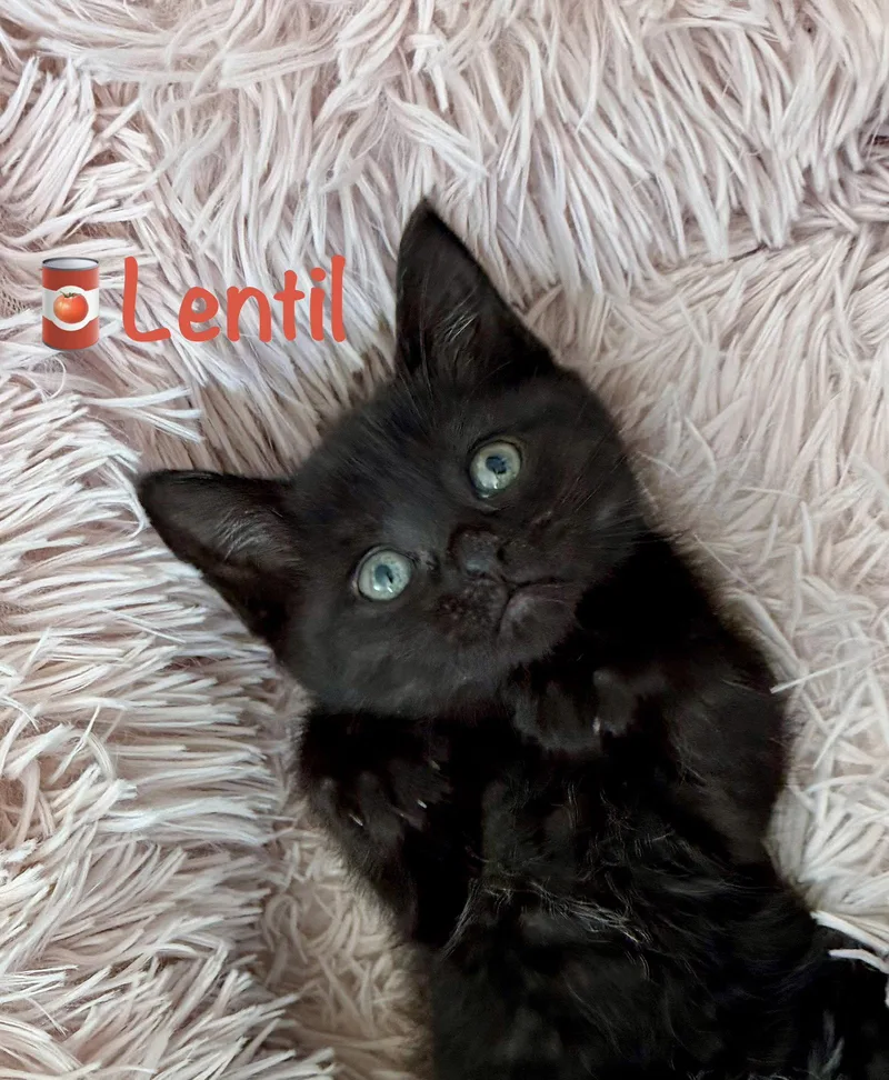 A baby medium-sized male Black Domestic Short Hair cat named Lentil for adoption in Reston, VA