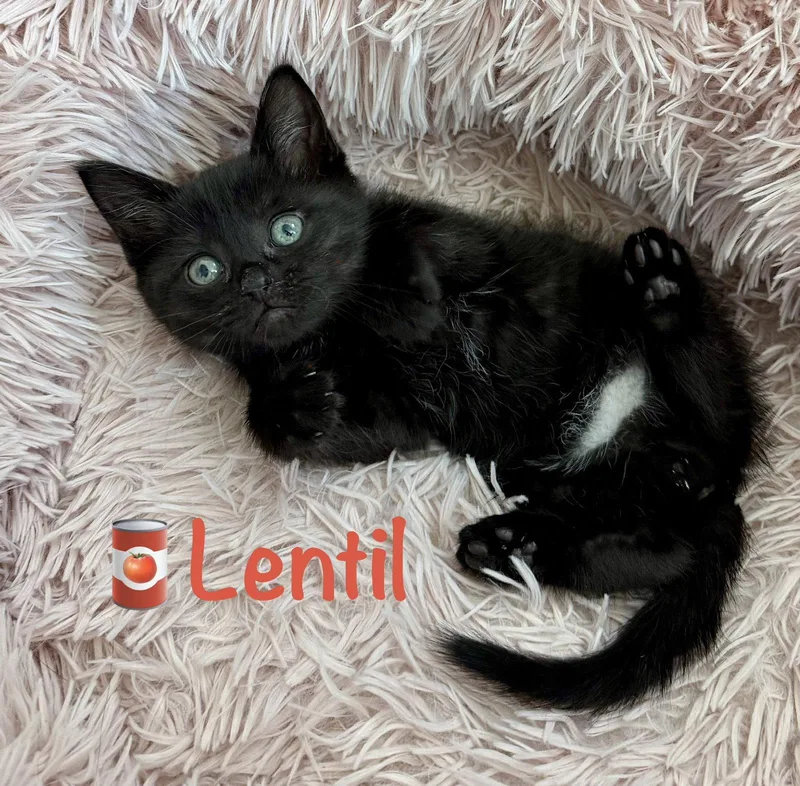 Lentil thumbnail 2