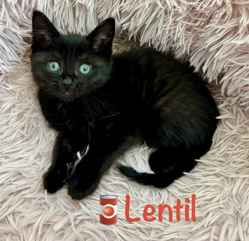 Lentil thumbnail 3
