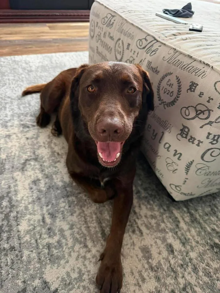 An adult large-sized female Brown / Chocolate Labrador Retriever dog named Honey Grace for adoption in Shawnee, OK