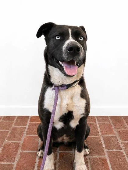 An adult large-sized male Siberian Husky dog named Wilder for adoption in West Memphis, AR