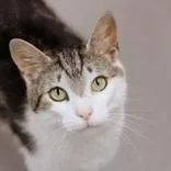 An adult medium-sized female Tabby (Buff / Tan / Fawn) Domestic Short Hair cat named Ace for adoption in Hilliard, OH