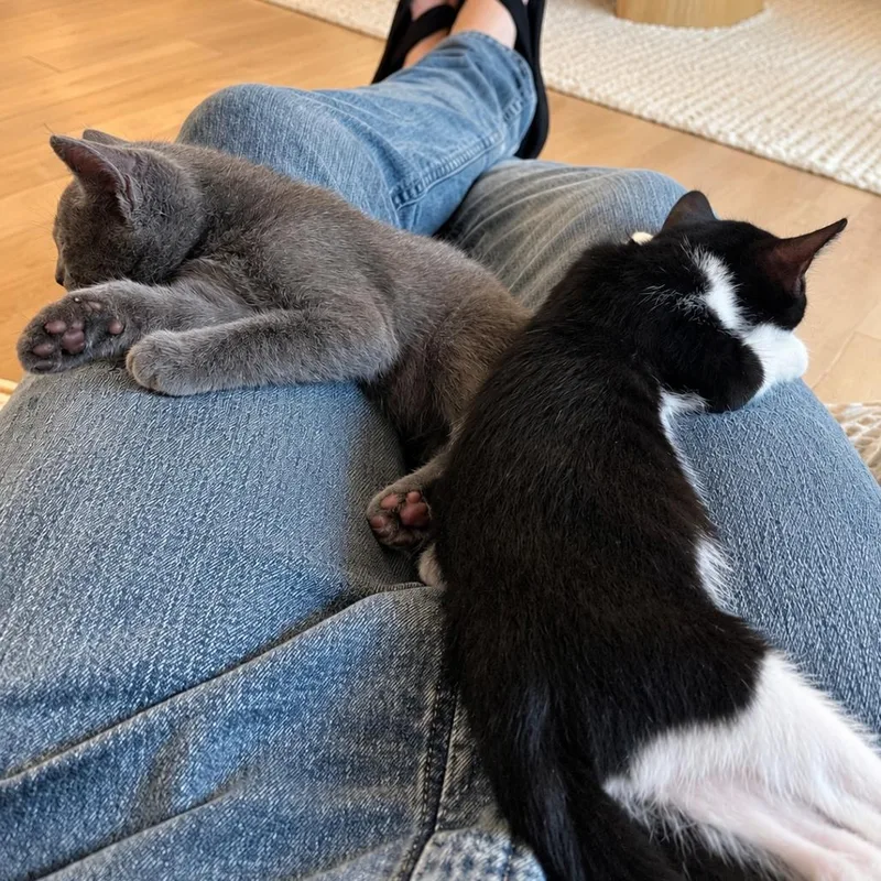 A baby small-sized male Gray / Blue / Silver Domestic Medium Hair cat named Milo for adoption in Tustin, CA