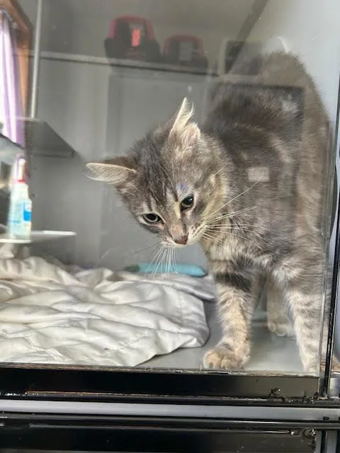An adult medium-sized female Gray / Blue / Silver Domestic Long Hair cat named Itchy for adoption in Anoka, MN