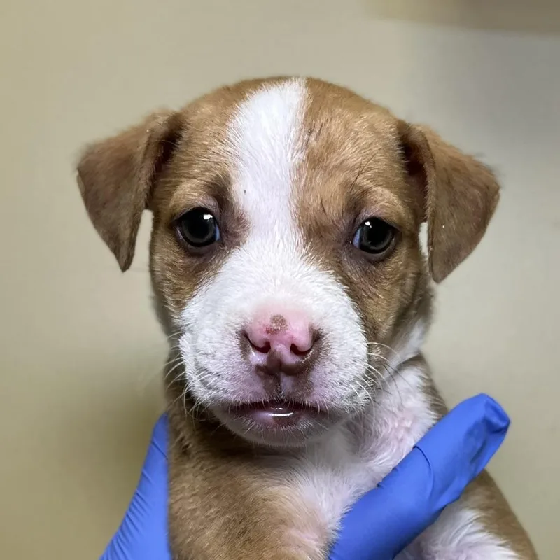 A baby small-sized female Brown / Chocolate Mixed Breed dog named Nobara for adoption in Palm Springs, CA