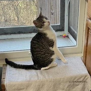 A young medium-sized male Domestic Short Hair cat named Mickey And Cole for adoption in Crestwood, MO