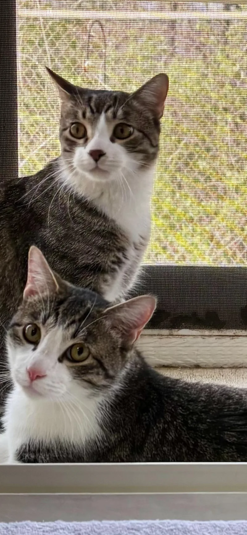 Mickey And Cole thumbnail 6