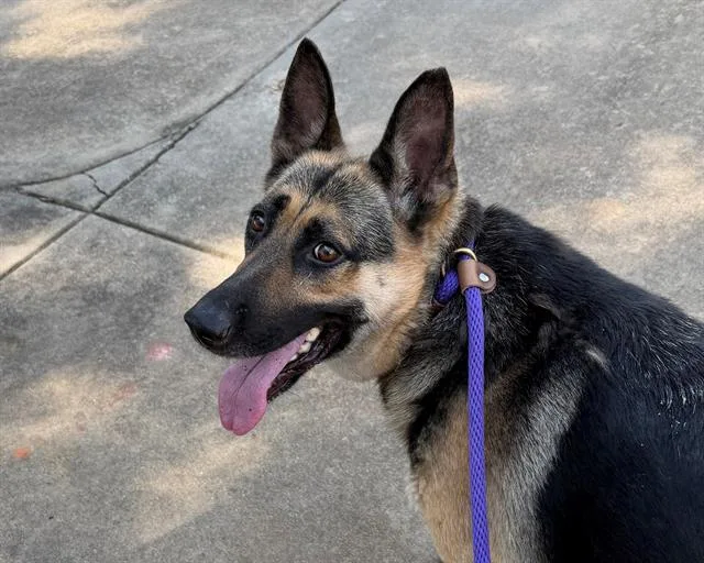 An adult large-sized female German Shepherd Dog dog named Crystal Anne for adoption in Charlotte, NC