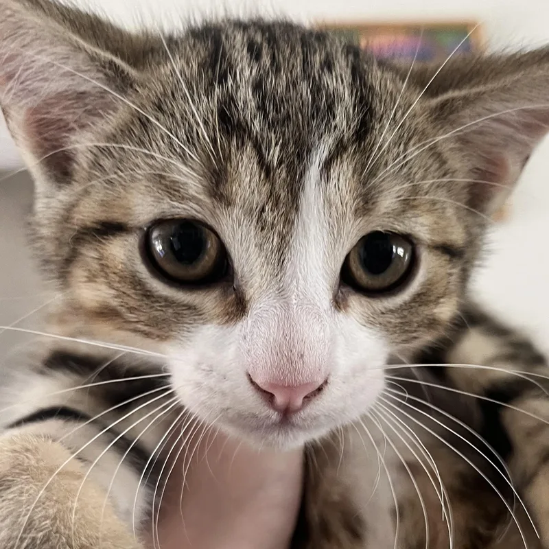 A baby medium-sized male Tabby (Buff / Tan / Fawn) Domestic Short Hair cat named Jerry for adoption in Santa Ana, CA
