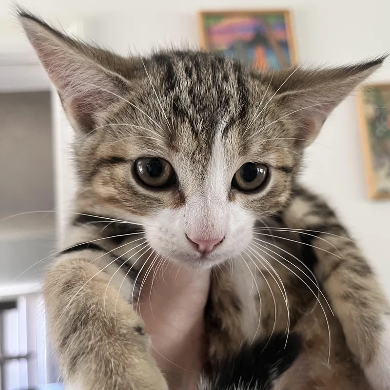 Jerry thumbnail 4