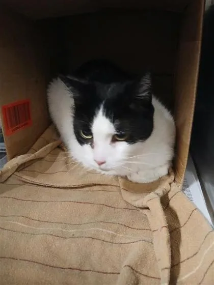 An adult small-sized female Domestic Short Hair cat named Paisley for adoption in Largo, FL