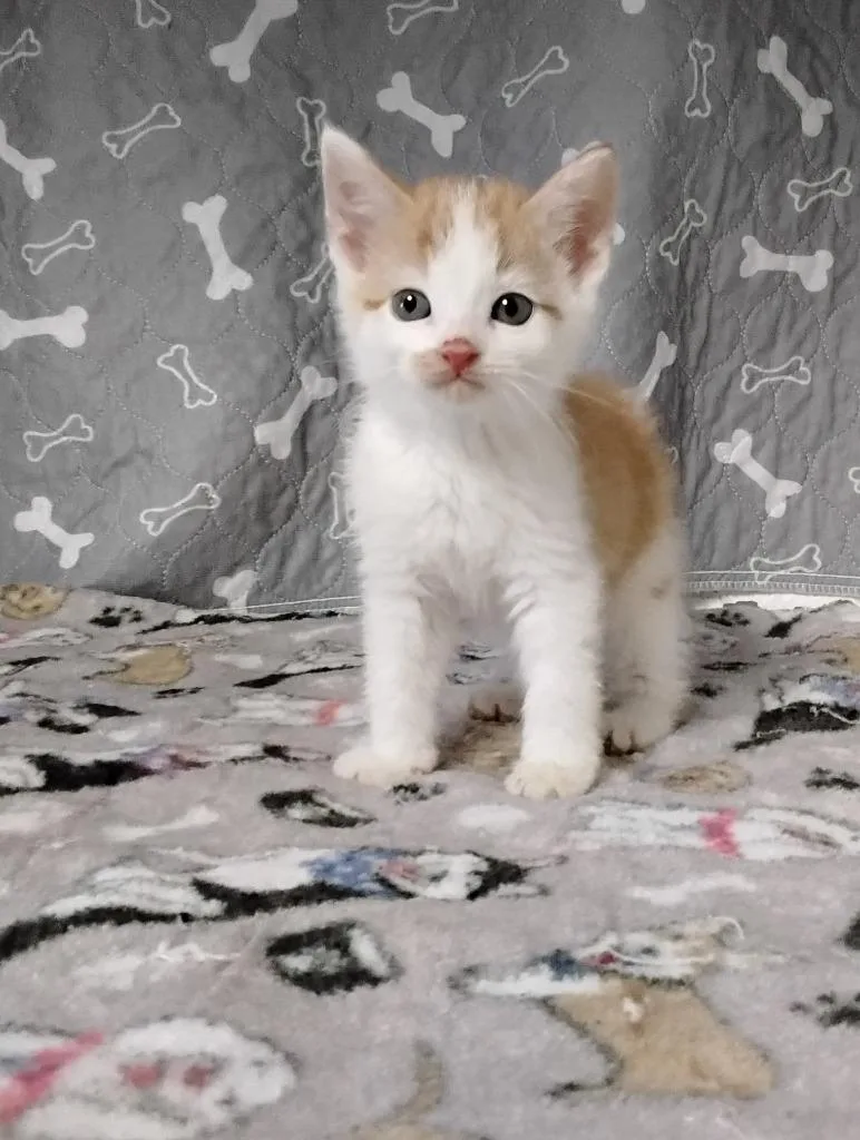 A baby medium-sized male Domestic Short Hair cat named Colby for adoption in Ada, OK