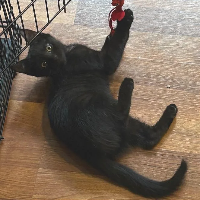 A baby small-sized male Black Domestic Short Hair cat named Rocky for adoption in Traverse City, MI
