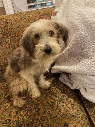 An adult small-sized male Schnauzer dog named Shady for adoption in Morton Grove, IL
