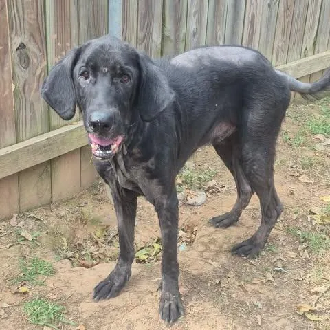 A senior large-sized male Black Labrador Retriever dog named Charlie for adoption in Dover, AR