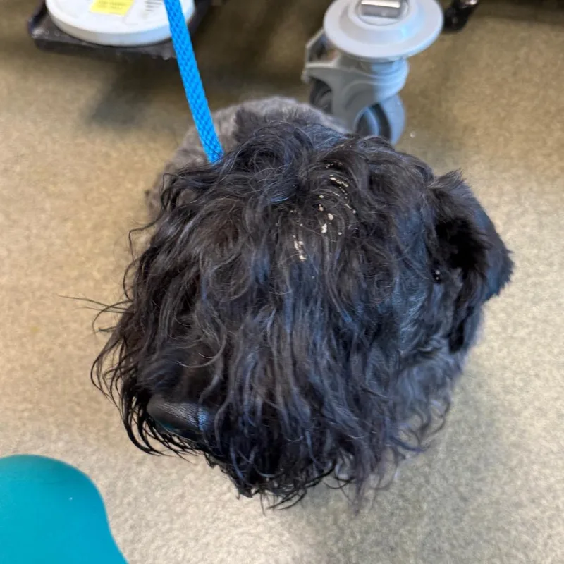 An adult medium-sized male Black Scottish Terrier dog named Hamish for adoption in Council Bluffs, IA