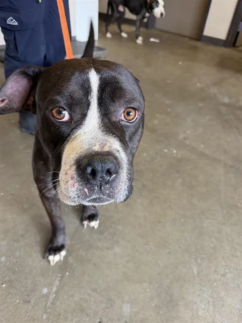 A young medium-sized male Pit Bull Terrier dog named Otis for adoption in Ontario, CA