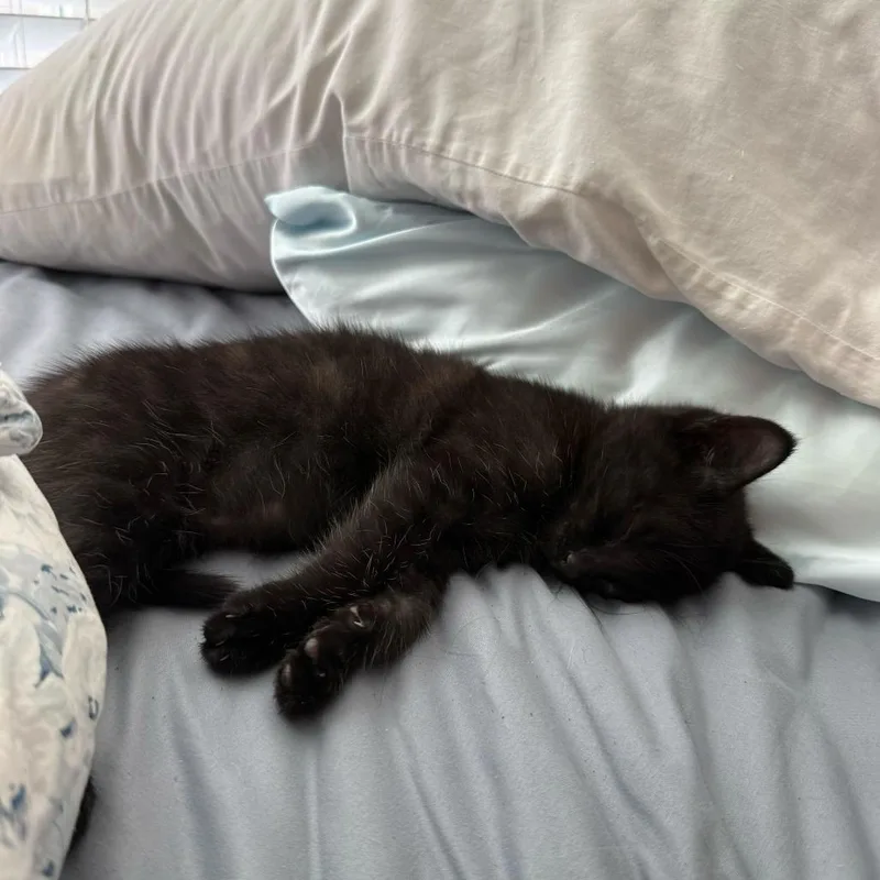 A baby small-sized male Black Domestic Short Hair cat named Deanarsy for adoption in Tallahassee, FL
