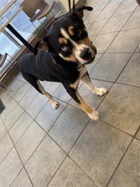 An adult medium-sized male Australian Shepherd dog named Bogey for adoption in San Antonio, TX