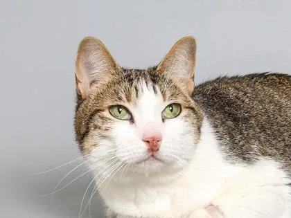 A senior small-sized female Domestic Short Hair cat named June for adoption in Longmont, CO