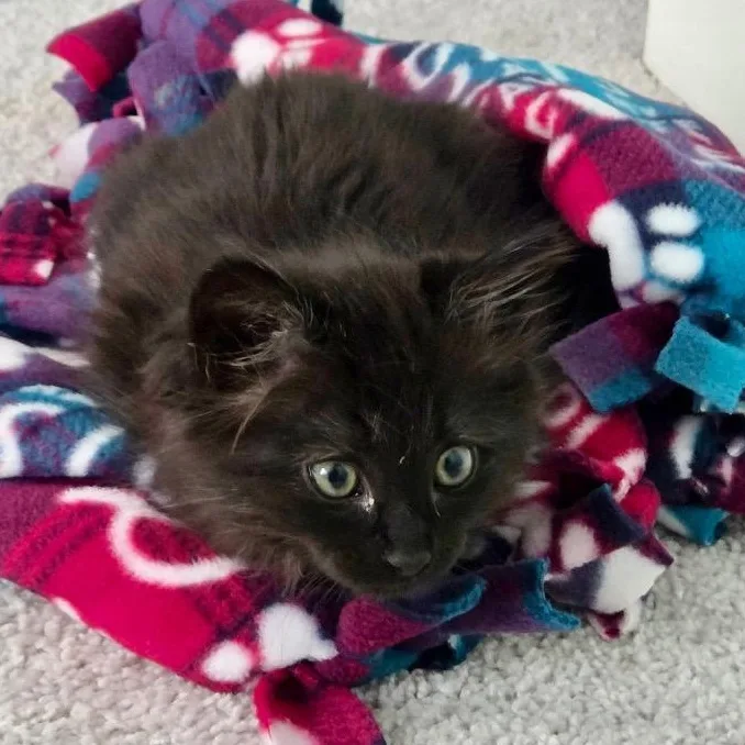 A baby medium-sized female Black Domestic Medium Hair cat named Chili Pepper for adoption in Prince Frederick, MD