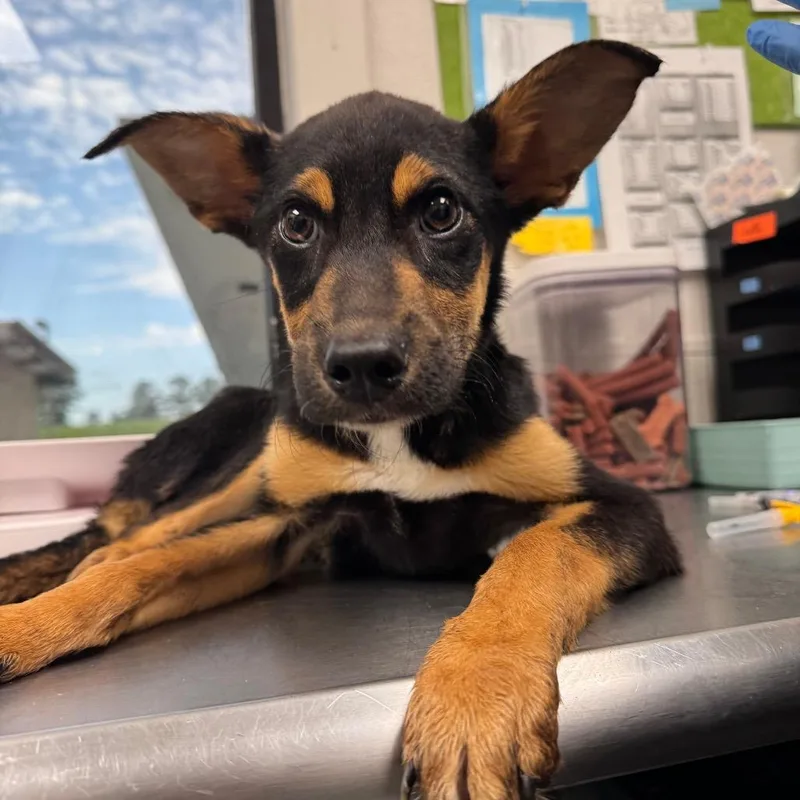 A baby medium-sized male Black Mixed Breed dog named The Claw for adoption in Columbiana, AL