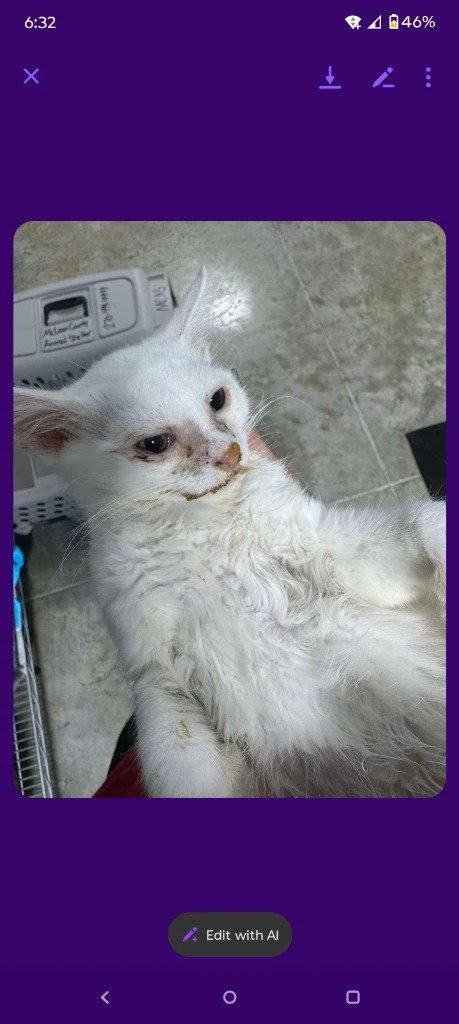 A young medium-sized female White Domestic Short Hair cat named Queso for adoption in Cromwell, KY