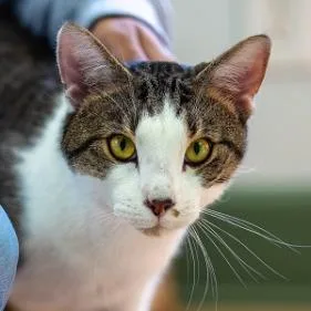 Mr. Buttons thumbnail 2