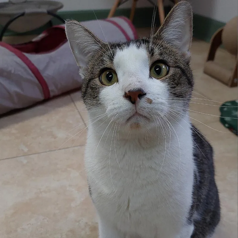 Mr. Buttons thumbnail 3