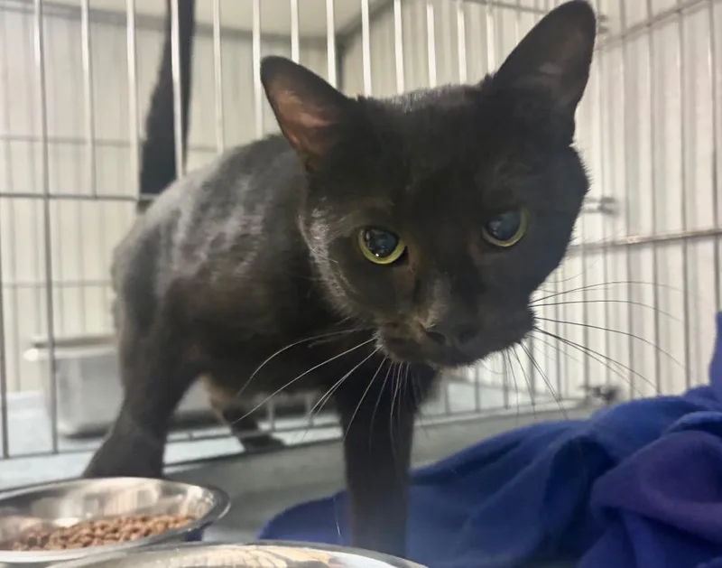 A young medium-sized female Domestic Short Hair cat named Tweetie for adoption in Rock Springs, WY