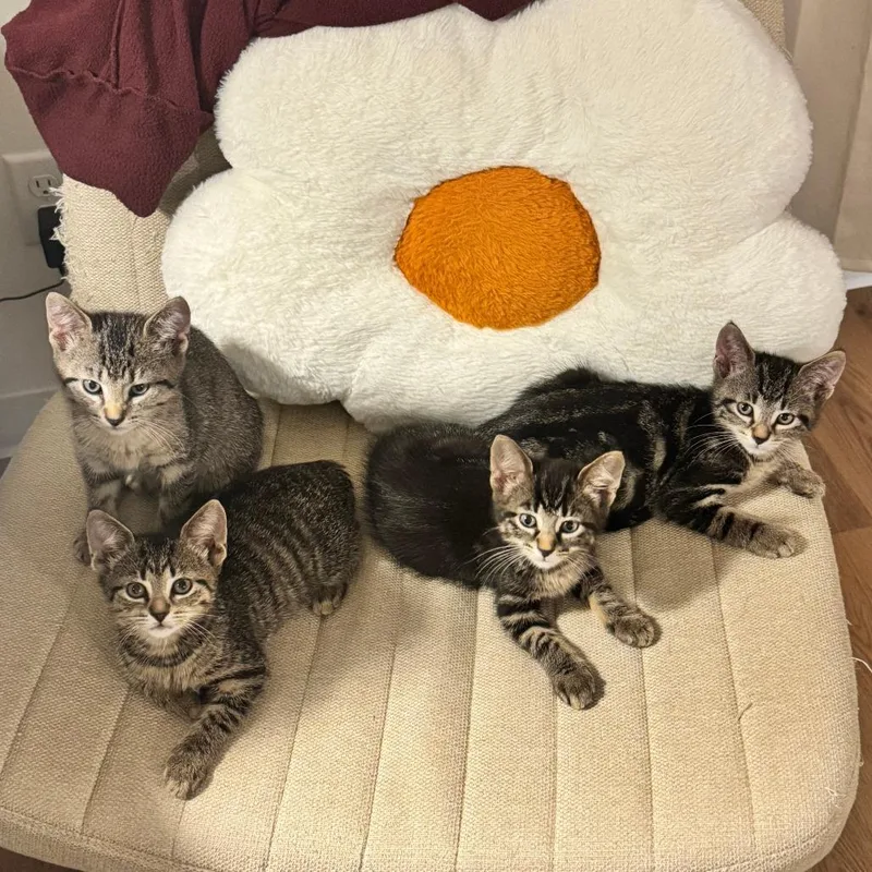 A baby small-sized male Brown / Chocolate Domestic Short Hair cat named Sorghum for adoption in Evanston, IL