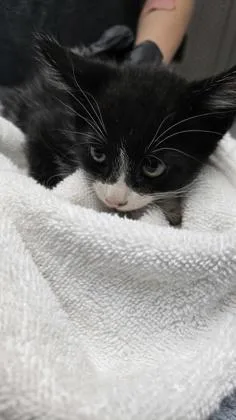 A baby medium-sized male Domestic Short Hair cat named Repeat for adoption in Sacramento, CA