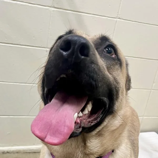 A young large-sized female German Shepherd Dog dog named Haku for adoption in Sioux City, IA