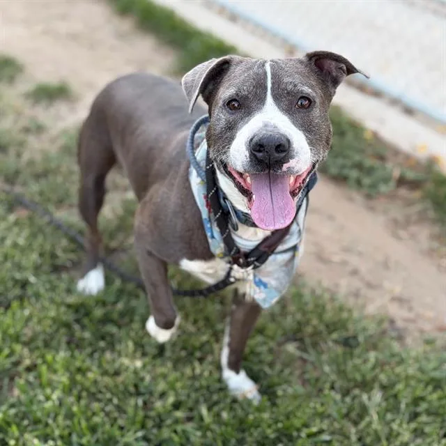 Domino