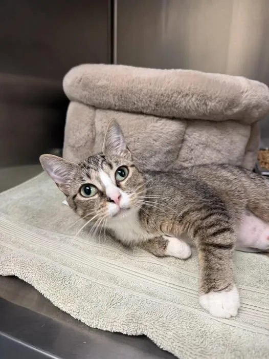 An adult medium-sized female Tabby (Gray / Blue / Silver) Domestic Short Hair cat named Lavander for adoption in Amherst, VA