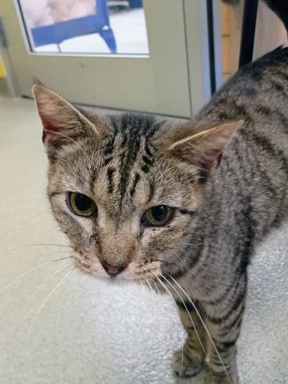 An adult small-sized female Domestic Short Hair cat named Maci for adoption in Beatrice, NE