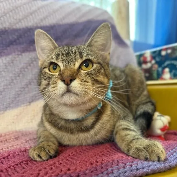 A young medium-sized female Brown / Chocolate Tabby cat named Camie The Gentle Gal for adoption in Friendswood, TX