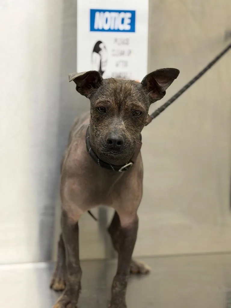 A baby medium-sized male Xoloitzcuintli / Mexican Hairless dog named Dante for adoption in Winder, GA