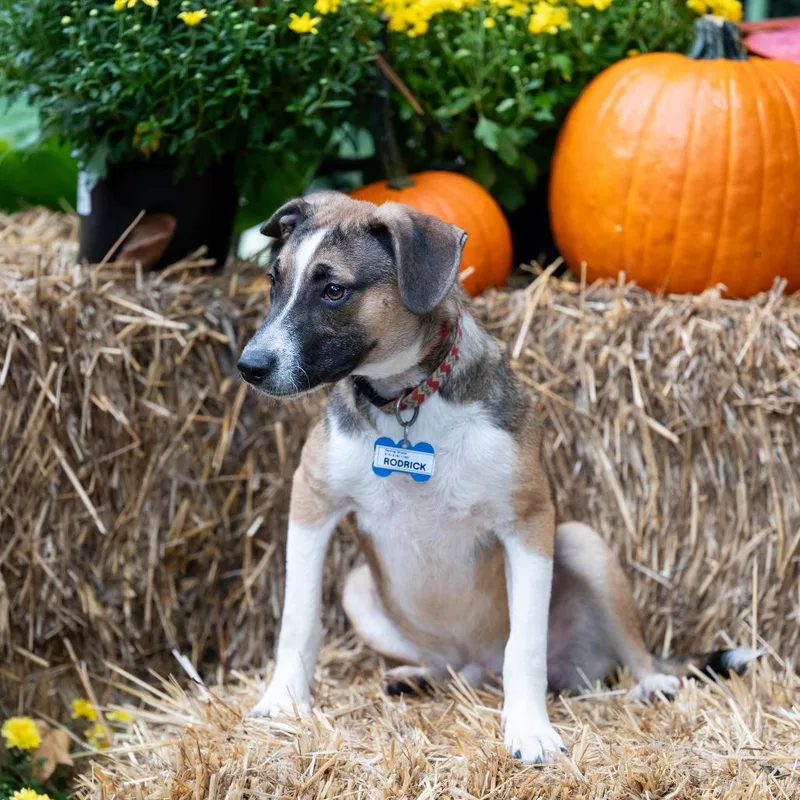 An adult medium-sized male Brown / Chocolate Hound dog named Rodrick for adoption in Wake Forest, NC