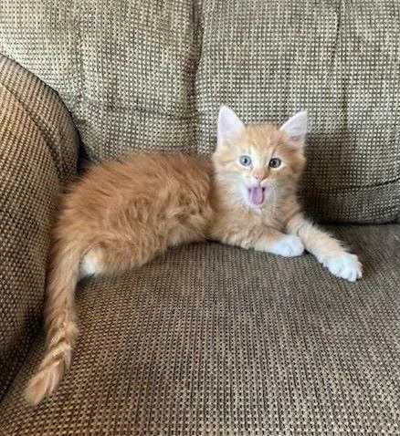 A baby medium-sized male Orange & White Domestic Short Hair cat named Persimmon for adoption in Fernley, NV