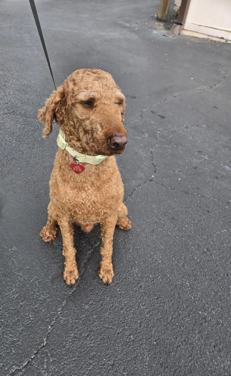 An adult medium-sized male Poodle dog named Fritz for adoption in Tulsa, OK