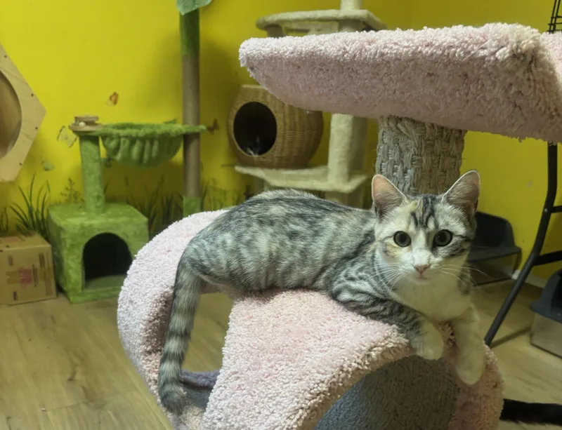 A young small-sized female Calico cat named Pearl for adoption in Whittier, CA