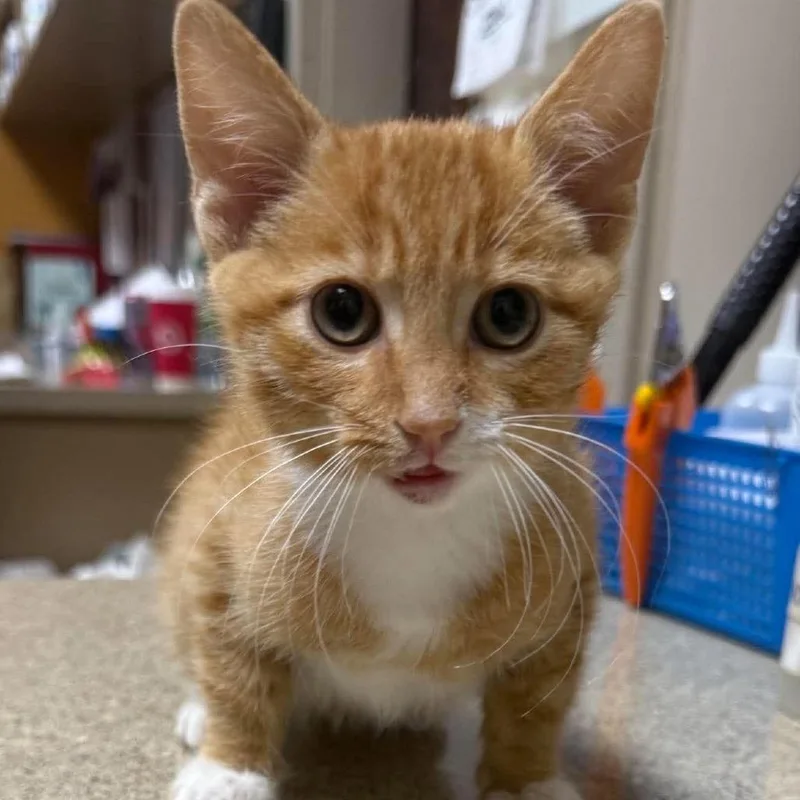 A baby medium-sized male Orange & White Domestic Short Hair cat named Nugget for adoption in Beulaville, NC