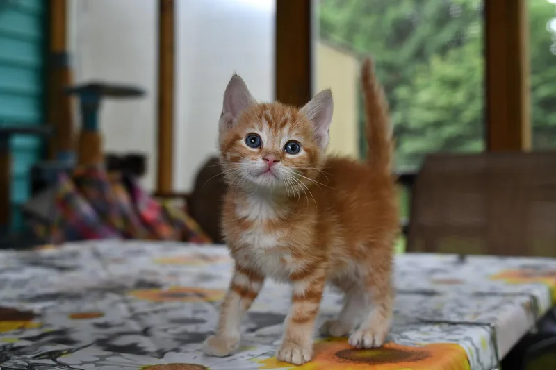 A baby medium-sized male Orange & White Domestic Short Hair cat named Nismo for adoption in Hermitage, PA